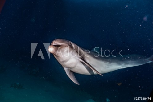 Picture of Dolphin swimming with divers in the Red Sea Eilat Israel